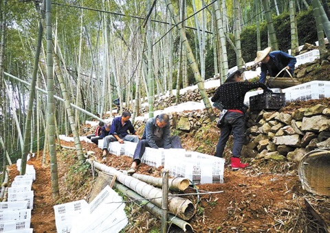 深挖森林“钱库”，，，，，浙江林下生“金”